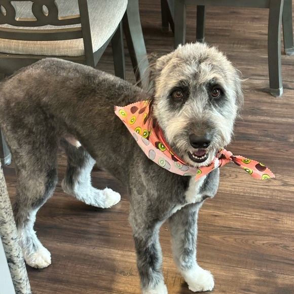 Meet your Posher, T + Furbabies❤️ - Picture 4 of 5